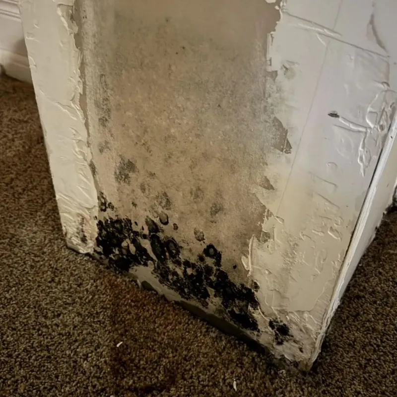 Professional Mold Removal in Round Rock, TX